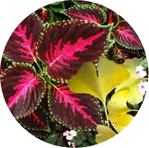 Ginkgo Biloba and Coleus Forskohlii