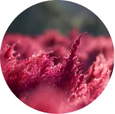 Astaxanthin